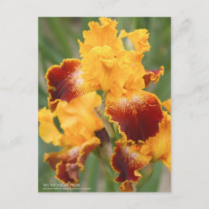 Cartão Postal Iris ‘Pride Michigan’:Cartão postal