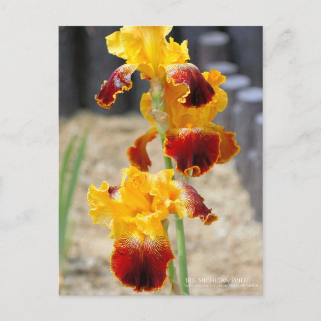 Cartão Postal Iris ‘Pride Michigan’:Cartão postal (Frente)