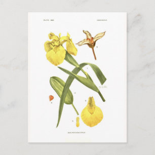 Cartão Postal Iris pseudacorus