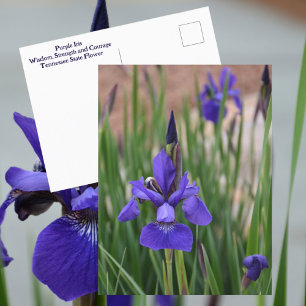 Cartão Postal Íris Roxa Botânica Floral Fotográfica