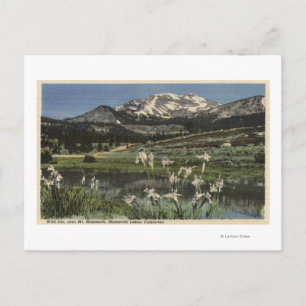 Cartão Postal Iris Selvagem Crescendo Perto Do Monte Mammoth