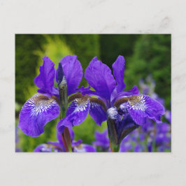 Cartão Postal Iris sibirica fotografia floral