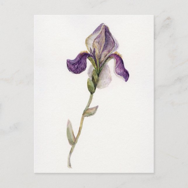 Cartão Postal Iris violeta de aquarela (Frente)