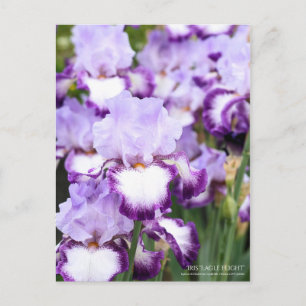 Cartão Postal Iris "Voo da Águia" [Cartão postal]