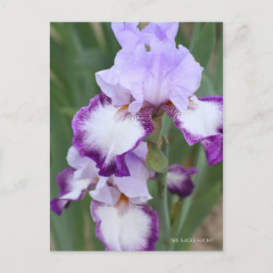 Cartão Postal Iris "Voo Eagle" [Cartão Postal] ポ ス ト Equi