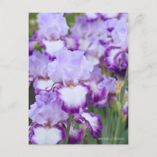 Cartão Postal Iris "Voo Eagle" [Cartão Postal] ポ ス ト Equi