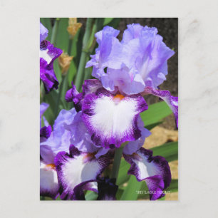 Cartão Postal Iris "Voo Eagle" [Cartão Postal] ポ ス ト Equi