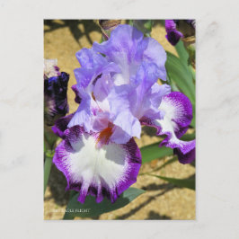 Cartão Postal Iris "Voo Eagle" [Cartão Postal] ポ ス ト Equipe カ