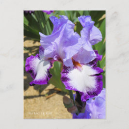 Cartão Postal Iris "Voo Eagle" [Cartão Postal] ポ ス ト Equipe カ