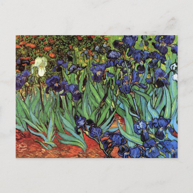 Cartão Postal Írises de Vincent van Gogh, Arte do Jardim de Vint (Frente)