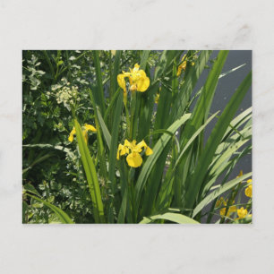 Cartão Postal Irises que crescem na margem fluvial do Canal Bank