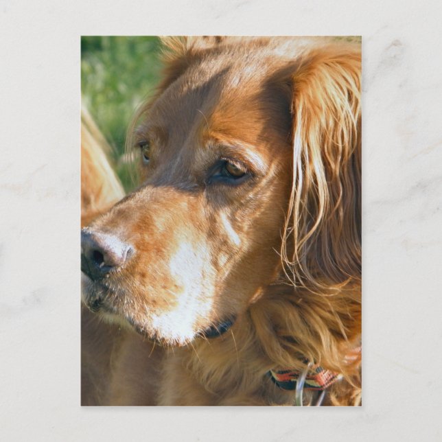 Cartão Postal Irish Setter (Frente)