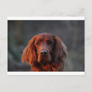 Cartão Postal Irish Setter