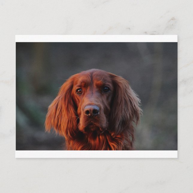 Cartão Postal Irish Setter (Frente)