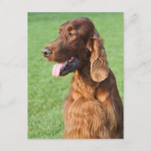 Cartão Postal Irish Setter