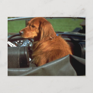 Cartão Postal Irish Setter