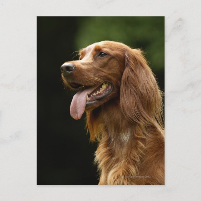 Cartão Postal Irish Setter 2 (Frente)