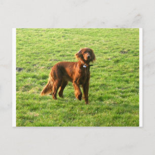 Cartão Postal irish setter cheio 2.png