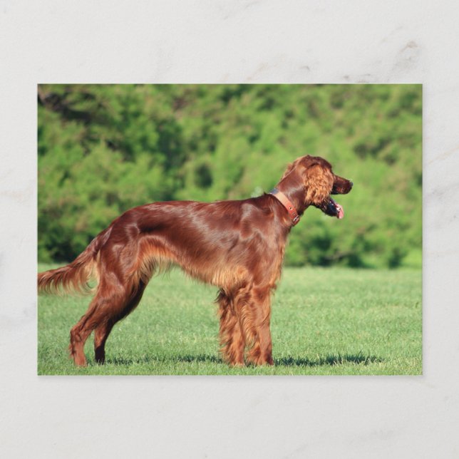 Cartão Postal irish-setter-completo 2 (Frente)