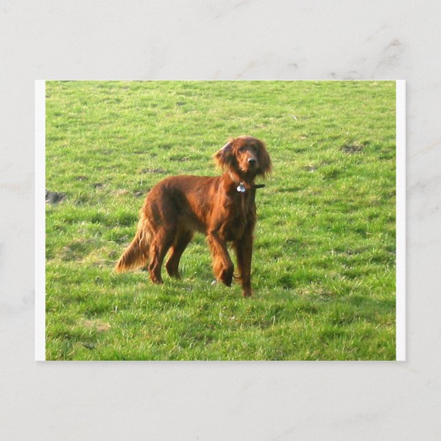 Cartão Postal irish setter completo 2 (Frente)
