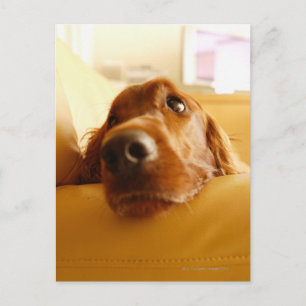 Cartão Postal Irish Setter em sofá