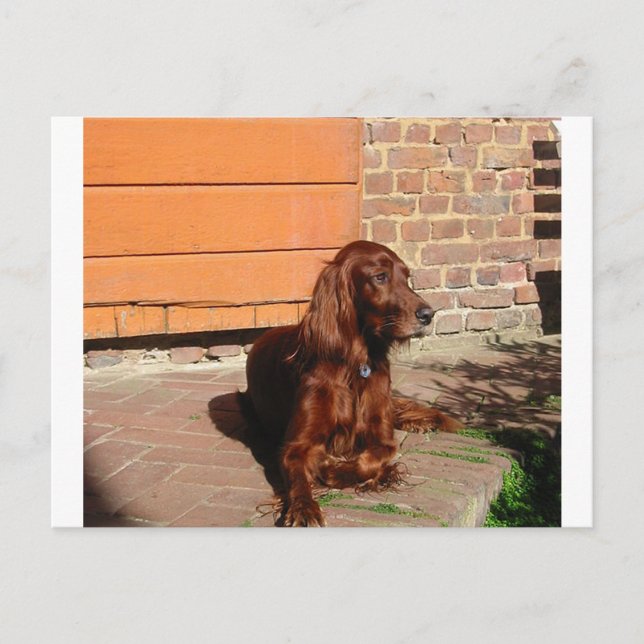 Cartão Postal irish setter lay.png (Frente)
