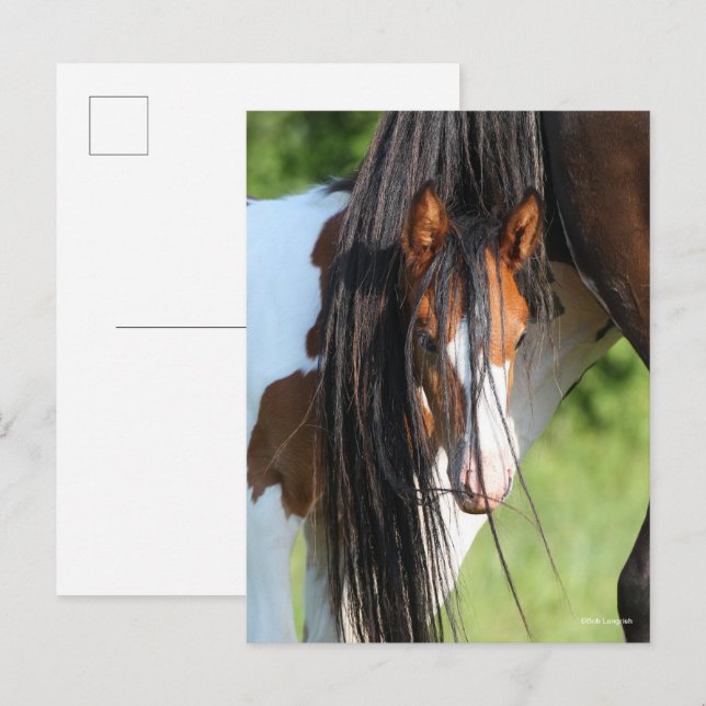 Cartão Postal Irish Sport Horse Foal Hiding under Tail (Frente/Verso)