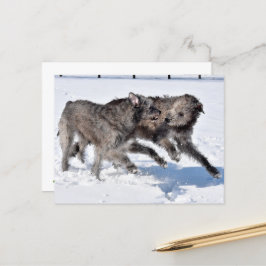 Cartão Postal Irish Wolfhounds corre em neve