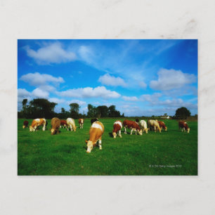 Cartão Postal Irlanda, Herd Of Cattle Grazing