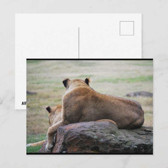 Cartão Postal Irmãs da Savana (Frente/Verso)