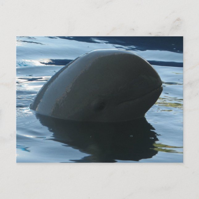 Cartão Postal Irrawaddy Dolphin Peek-A-Boo (Frente)