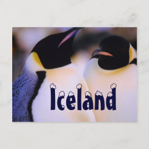 Cartão postal islandês dos pinguins árticos