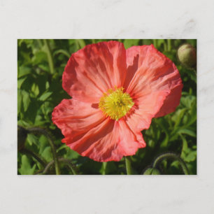Cartão Postal Islândia Poppy