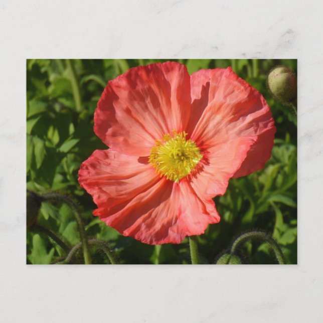 Cartão Postal Islândia Poppy (Frente)