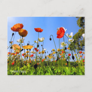 Cartão Postal Islândia Poppy [Cartão postal]
