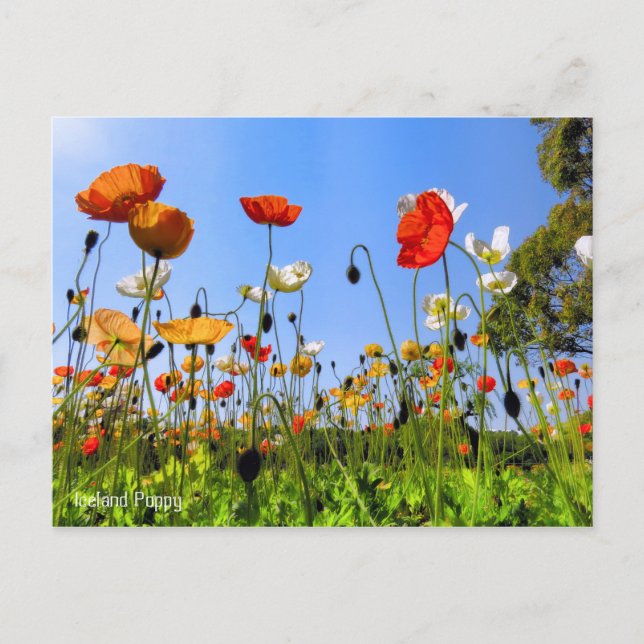 Cartão Postal Islândia Poppy [Cartão postal] (Frente)
