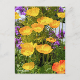 Cartão Postal Islândia Poppy [Cartão postal]