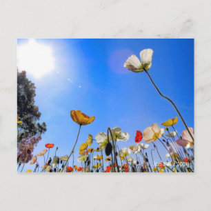 Cartão Postal Islândia Poppy [Cartão Postal] ポ ス ト Equipe de カ