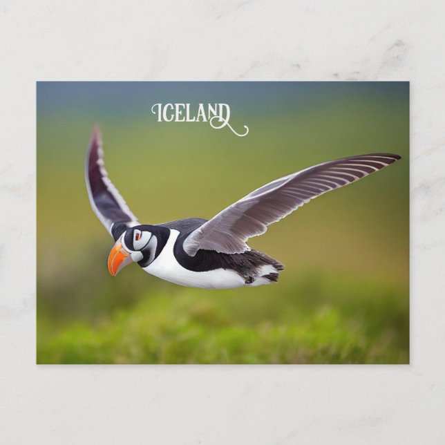 Cartão Postal Islândia Puffin (Frente)