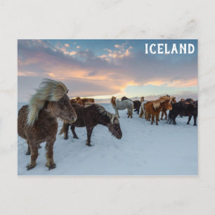 Cartão Postal Islândia Viagem de Cavalos Selvagens