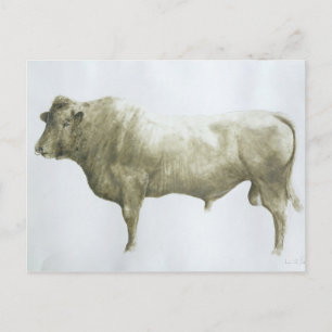 Cartão Postal Islay Bull 2004