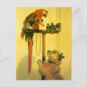 Cartão Postal Islay, Tilco, Macaw and Love Birds de Landseer