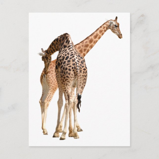 Cartão Postal Isolado de duas girafas machos e fêmeas (Frente)
