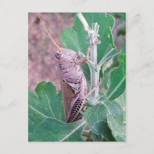 Cartão Postal Isso é um gafanhoto