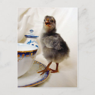 Cartão Postal "Isto não faz parte do meu contrato", diz o pintin