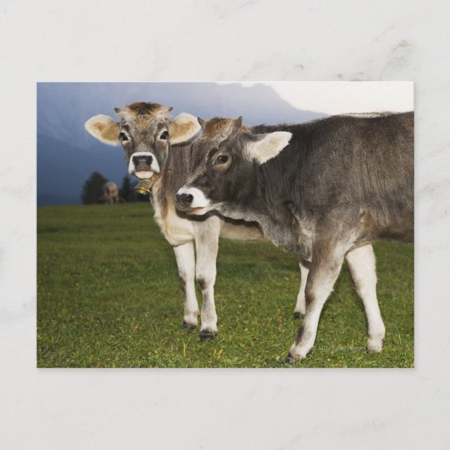 Cartão Postal Itália, Alto Adige (Frente)