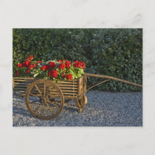 Cartão Postal Itália, Toscana. Derramar de gerânios vermelhos