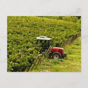 Cartão Postal Itália, Toscana, Greve. Colhedores trabalhando dur