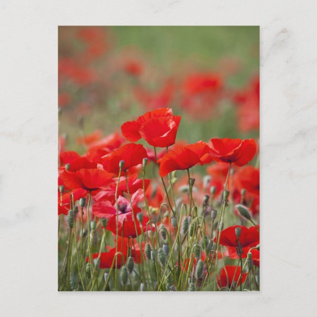 Cartão Postal Itália, Toscana, Massa de Poppies de Verão em (Frente)