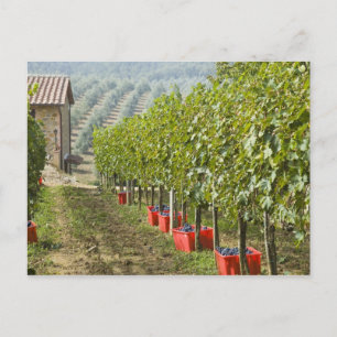Cartão Postal Itália, Toscana, Montalcino. Caixas colhidas